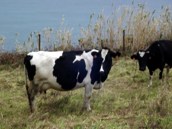 Las vacas de Horta