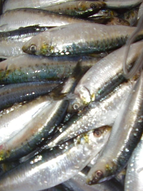 Las sardinas portuguesas